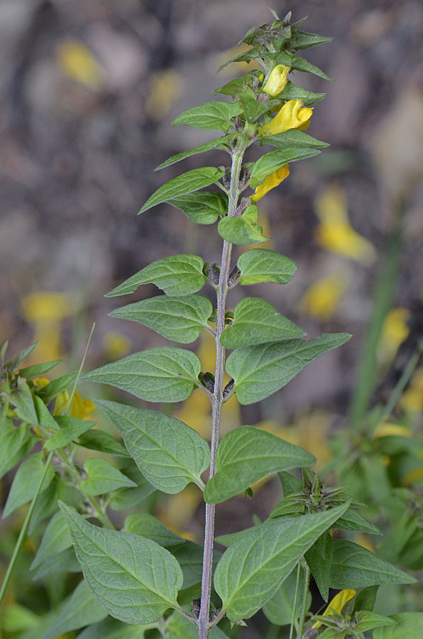 Fiore giallo foglie colorate da id. - Melampyrum sp.